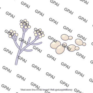 Fungus filamentous and yeast forms