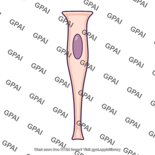 Sustentacular cell
