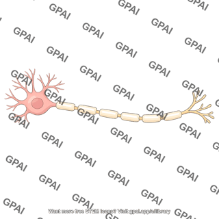 Myelinated neuron
