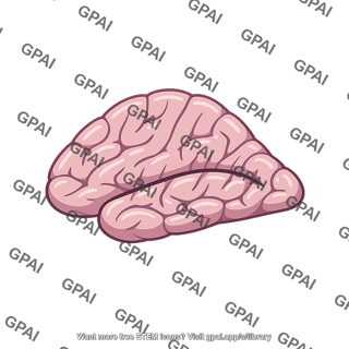 Human brain lateral view
