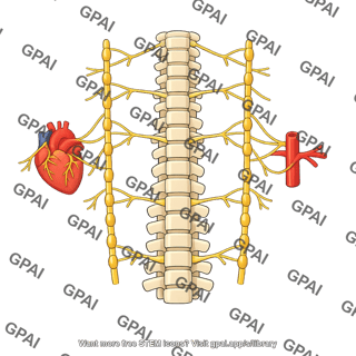 Sympathetic nervous system