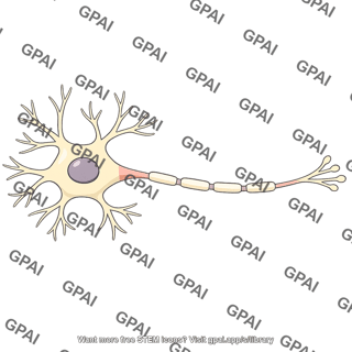 Neuron