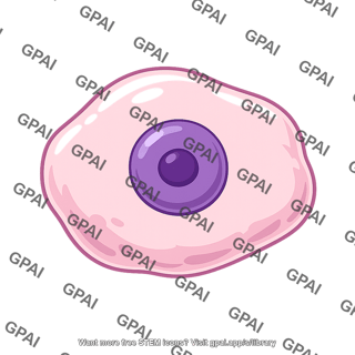 Decidual cell