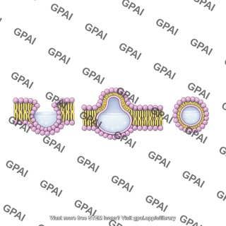 Macropinocytosis bilayer steps