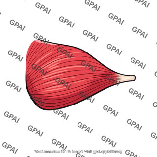 Pectoralis major