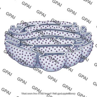 Rough endoplasmic reticulum