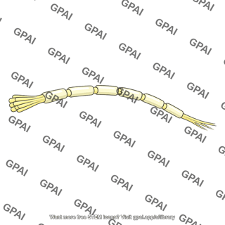 Dorsal root nerve fiber