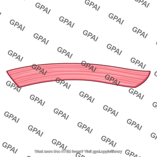 Longitudinal muscle layer