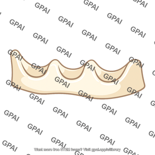 Alveolar bone