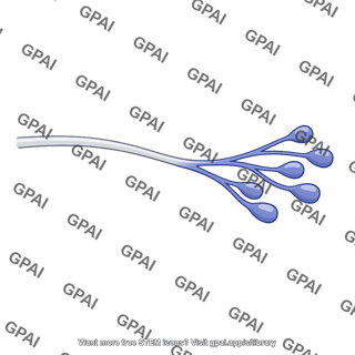Inhibitory branch