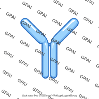 Antibody molecule