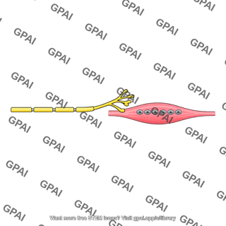 Gamma motor nerve static