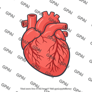 Human heart