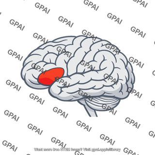 Broca motor area