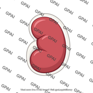 Kidney with capsule