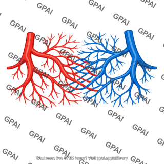 Vasculature