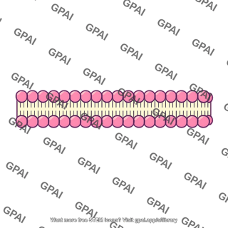 Phospholipid bilayer