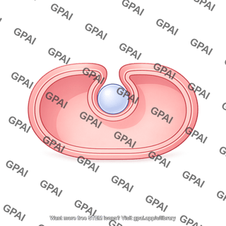 Endocytosis x large circle medium vesicle