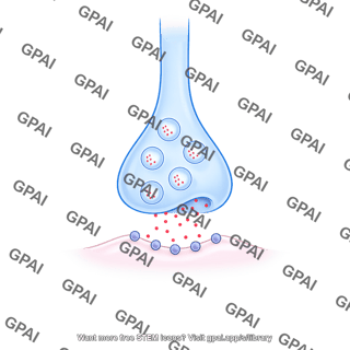 Synaptic cleft with vesicles and neurotransmitters
