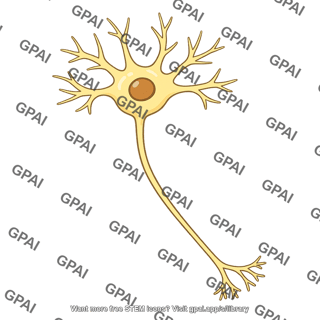 Multipolar neuron