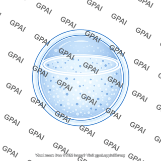 Vesicle medium stage 5