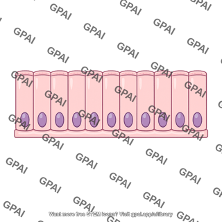 Simple columnar epithelium