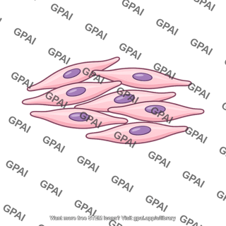 Smooth muscle multiunit