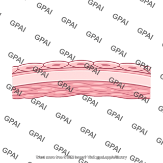 Artery wall cross section