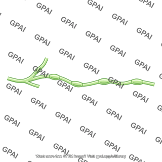 Lymphatic system vessel