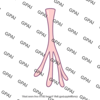 Foot process podocyte
