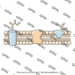 Plasma membrane