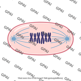 Mitosis
