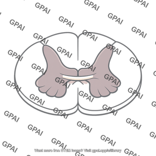 Anterior commissure spinal cord