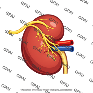 Kidney with sympathetic nerves