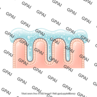 Colon epithelium with mucous