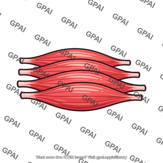 Agonist muscle group