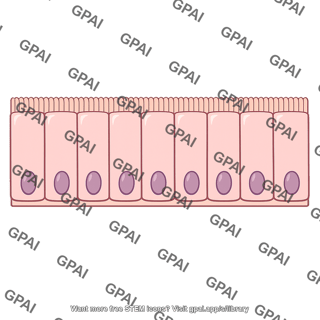 Intestinal epithelium