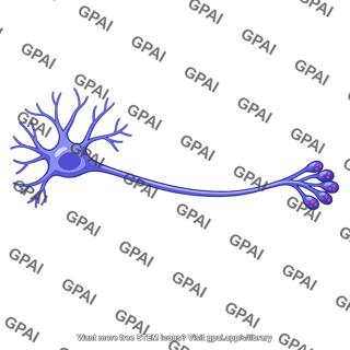 Serotonergic neuron