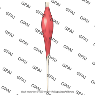 Anterior tibialis muscle