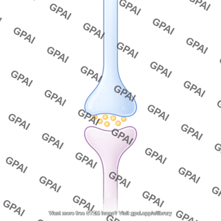 Synaptic cleft axonal dendritic