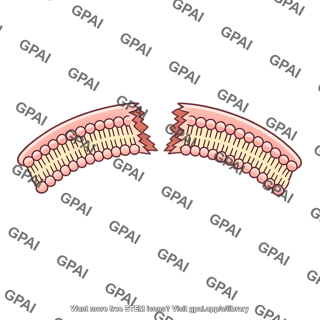 Cell membrane ruptured
