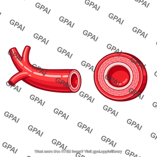 Hepatic artery