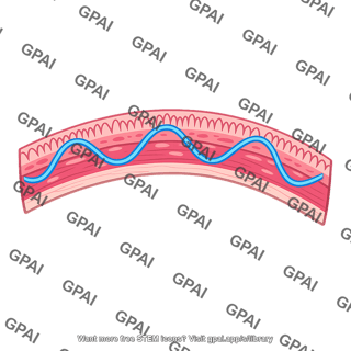 Intestinal wall slow wave
