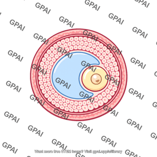 Antral follicle