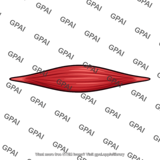 Spindle shaped muscle