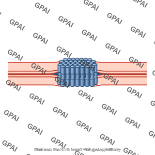 Gap junction plaque