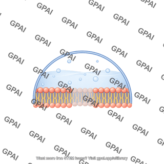 Semicircle membrane bilayer filled