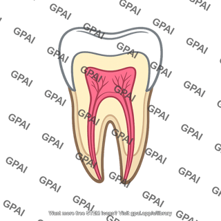Tooth section