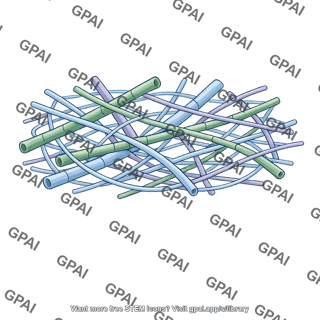Cytoskeleton