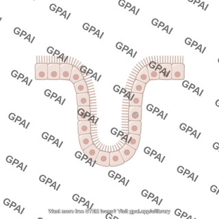 Intestinal crypt 1